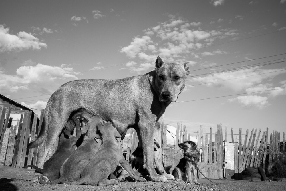 Nomads Mongolia Nomadic- copyright 2013 Sven Zellner/Agentur Focus