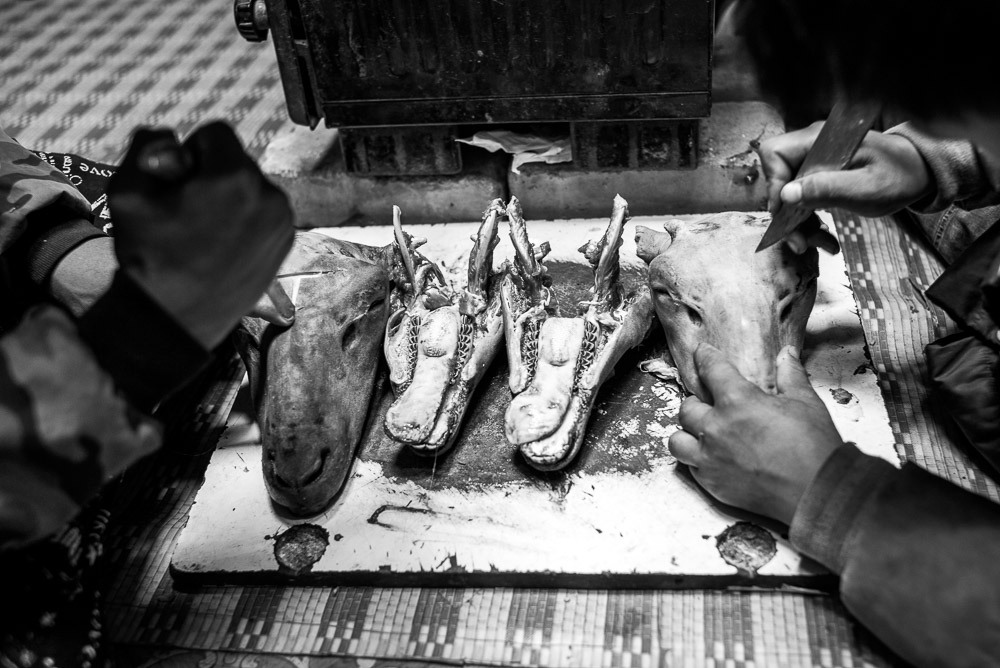 Nomads Mongolia Nomadic- copyright 2013 Sven Zellner/Agentur Focus