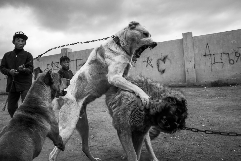 Nomads Mongolia Nomadic- copyright 2013 Sven Zellner/Agentur Focus